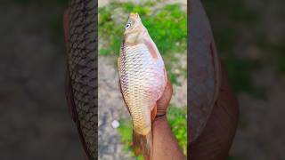 Golden fish😋😂 | #shorts #funny #youtubeshorts #viralshorts