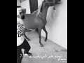 مخلصله في وعودي حالات واتساب 
