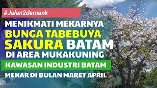 VIRAL... BUNGA SAKURA MEKAR DI BATAM • Sebenarnya Bunga Tabebuya Sedang Mekar Di Mukakuning Batam