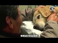 10岁金毛得了重病，等待着“离去”那一刻，手术后它又笑了。#狗 #动物 #动物趣世界
