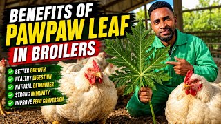 The Benefits Of Papaya Leaf In Broilers