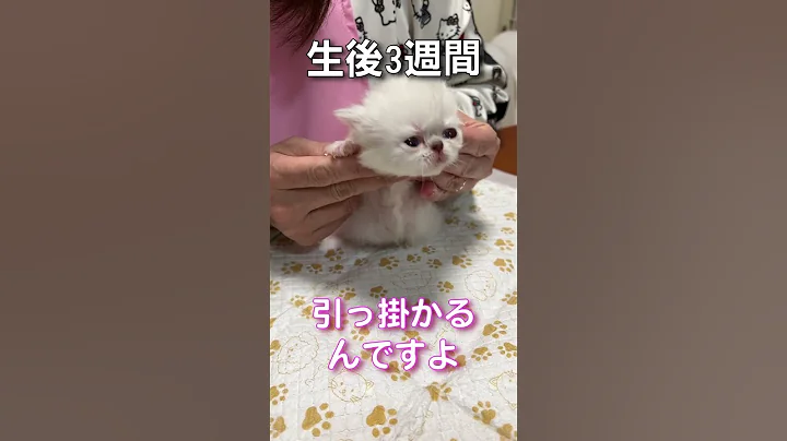 Watch the video about First nail clipping for a 3 week old Persian cat #Cat Groomer Association #Mi-chan Sensei #shorts