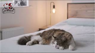 Harmony PET Heaven: Pet Meditation Bliss for a Stress-Free Life