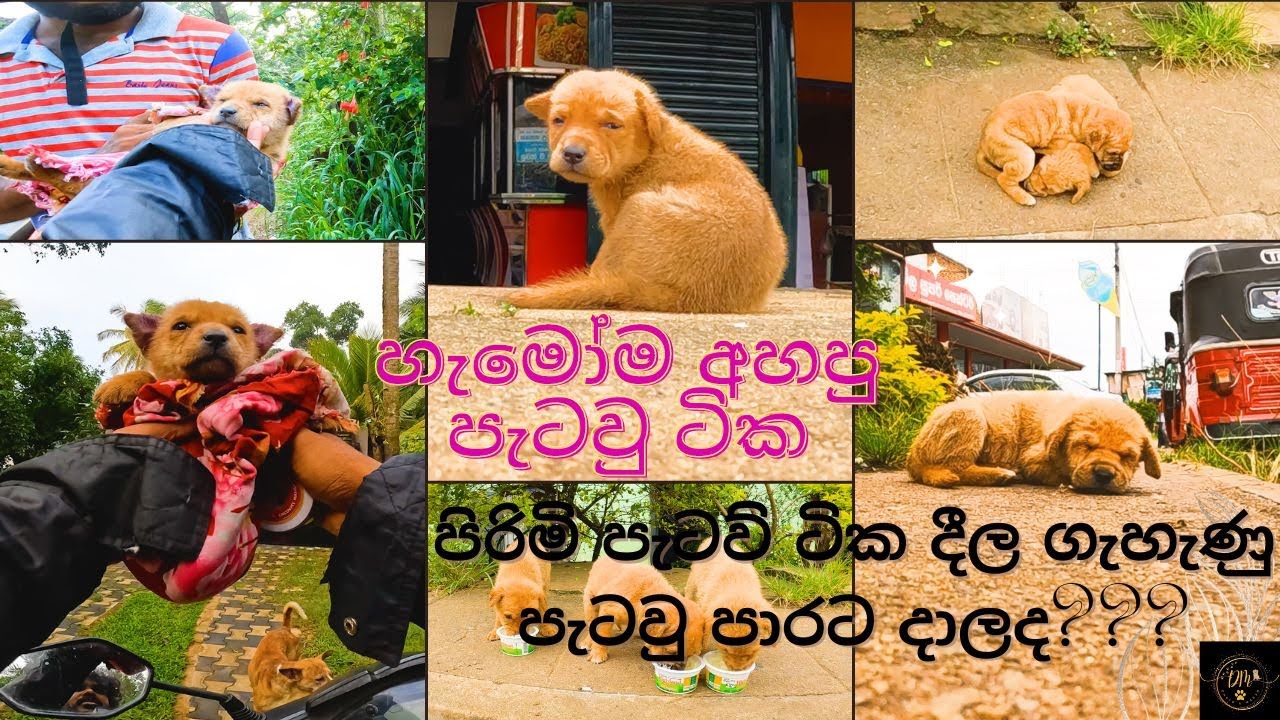 අහස පොලව නුහුලන අපරාධ 2😡❤️️😢||The fate of female puppies!#doglover #dog #rescuedog