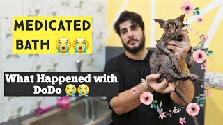 How to Give Medicated Bath to a kitten | Cat Ringworm Medicated Bath | Tips & Tricks for Cat bath