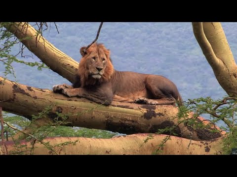 Safari de sabana | Cada día es una aventura | Documental de la vida salvaje