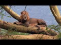 Safari dans la savane  chaque jours est une aventure  documentaire animalier