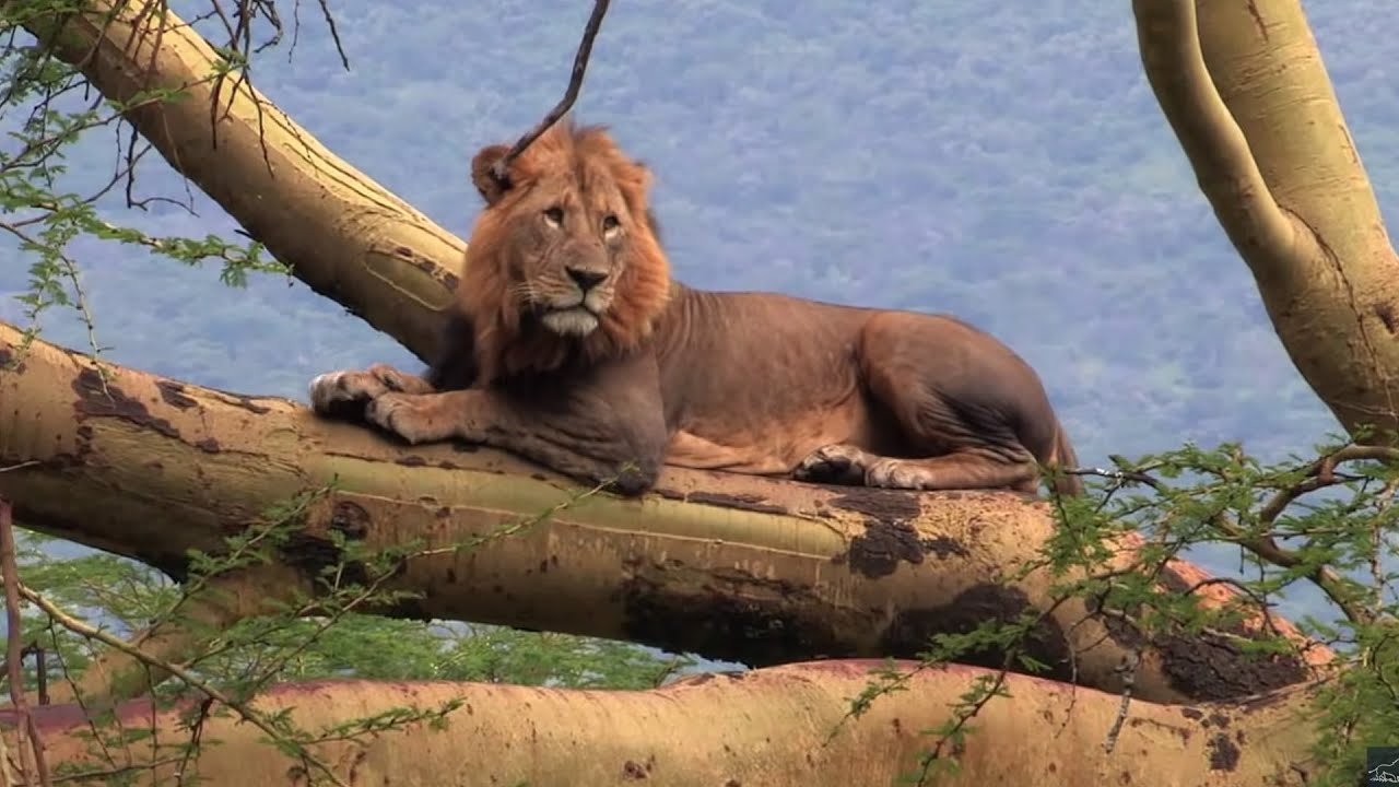 Safari dans la savane  Chaque jours est une aventure  Documentaire animalier