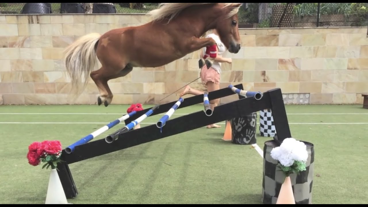 Horse Jumping 2 Horse Jumping 2