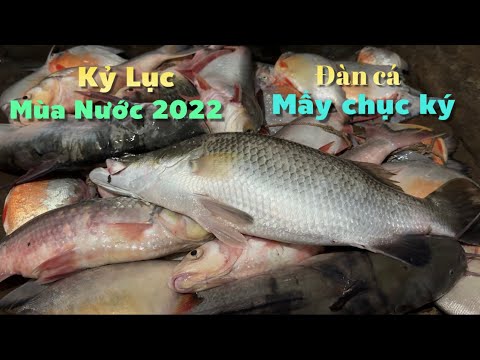 Video Đăng Mé Mùa Nước Nổi xác lập Kỷ Lục mới mùa nước 2022... - youtube