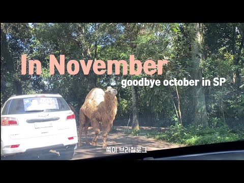11월을 맞이하며 / 드라이브스루 동물원으로 같이 가요! zoo safari 🐪 / 브런치가게, 서점구경, / 해외일상 / 브라질브이로그 / 쑥이로그