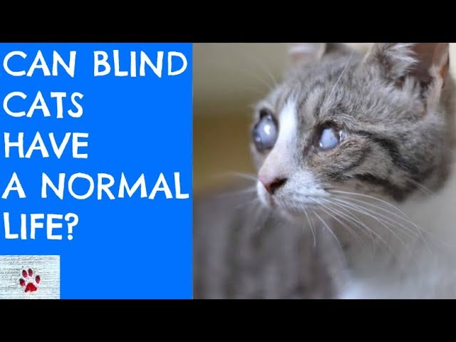 Can Blind Cats Have A Normal Life Youtube