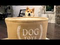 Dog Picks His Favorite Toy From a Basket | Super Shiba