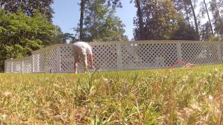 Best Method To Paint a Lattice Fence