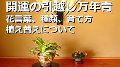 おもとの豊明園 Toyotaka Mizuno