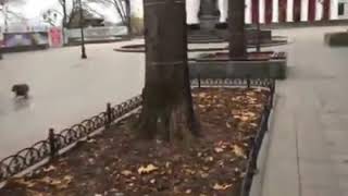 В Одессе собаки исполнили гимн Одессы В Одессе собаки исполнили гимн Одессы