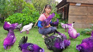 Harvesting Chicken (Rooster) Goes to market sell, Animals care | Phuong Daily Harvesting