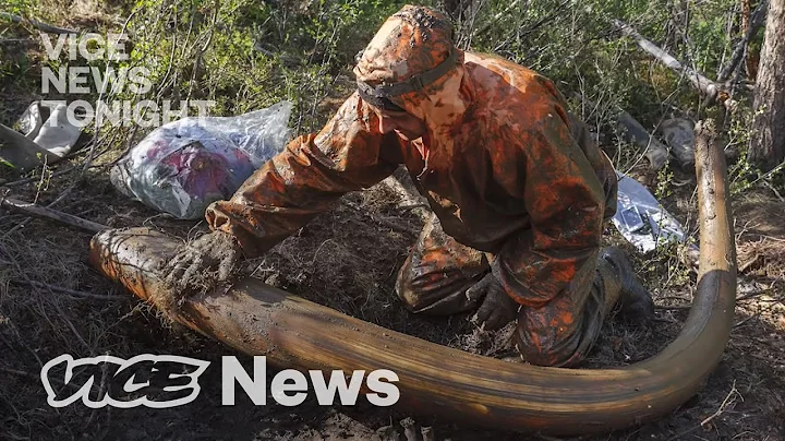 Inside Russia’s Woolly Mammoth Tusk Trade - DayDayNews