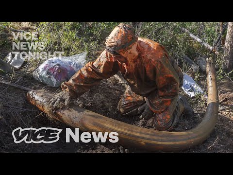 Video: Mammoth tusk: mammoth tusk mining, mammoth tusk products