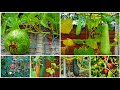 Shokher Bagan Uk 2020 || Garden Update || Harvesting Radishes