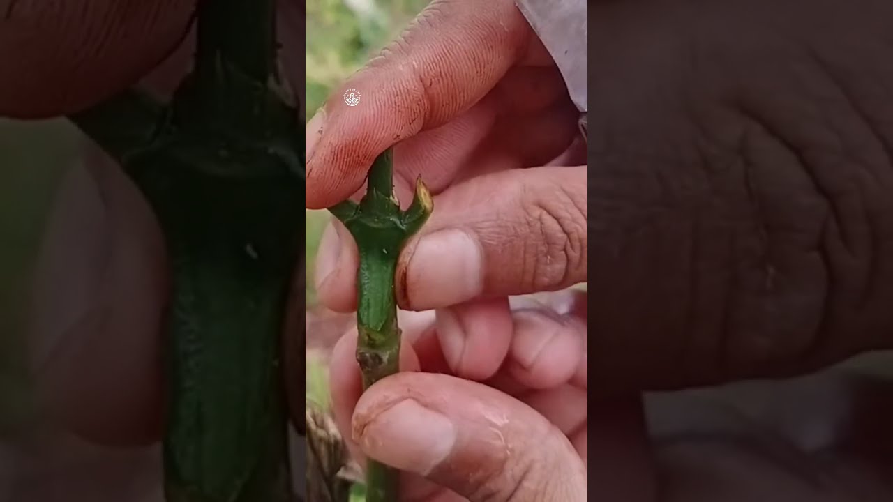 easy grafting coffe trees 