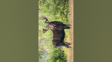Thumbnail of American moose sound