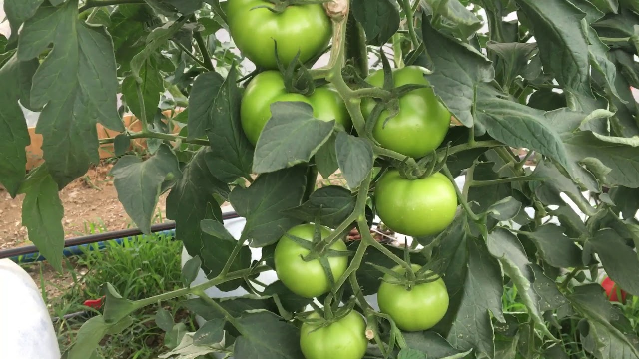 Hidroponik Domates Serası 14 (49.Gün)