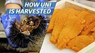 How Sea Urchin (Uni) Is Processed Commercially - How to Make It