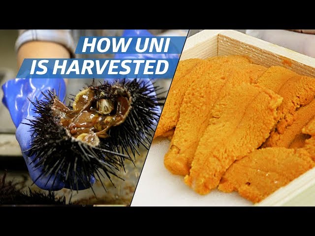 How Sea Urchin (Uni) Is Processed Commercially — How to Make It class=