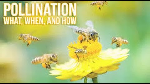 Chapter 4 - Pollination (Part 3) | Science | Class 5th | By Sadiya Ma