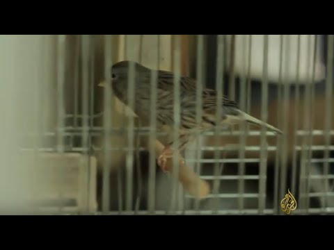 القدس- تربية الطيور في القدس