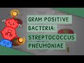 Gram Positive Bacteria: Streptococcus pneumoniae