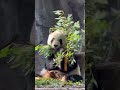 🐼Giant #panda Ai Lun：🎋Nom nom nom, I'm the champion bamboo eater!😋
