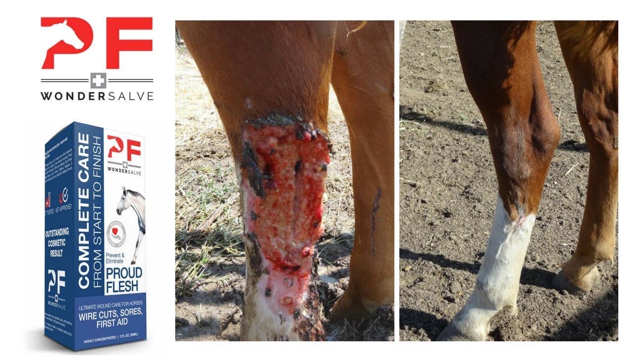 Pf Wonder Salve | Horse Leg Injury With Proud Flesh Wound Care