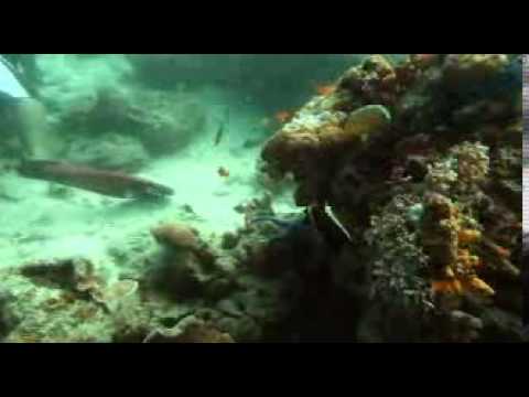 فيديو: جزر ديراوان في بورنيو: الدليل الكامل