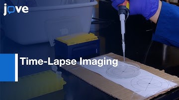 Time-Lapse Imaging Of Bacterial Swarms & Collective Stress Response l Protocol Preview