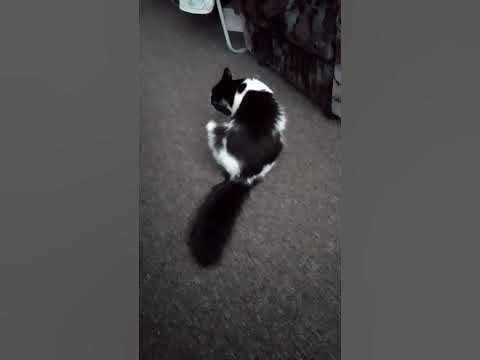 Две капибары ### - YouTube