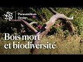 Bois mort et biodiversit au jardin en permaculture