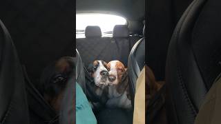 Basset's Exciting Car Ride | They really can't wait  #shorts #cutedogs