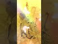 おめでとうございます。この動画が表示され、再生できた方は、願いが叶う前兆です, 『開運』BMG