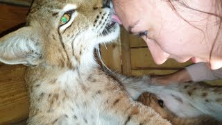 Lynxes with cubs! Big kitties from the BobCat TV channel.
