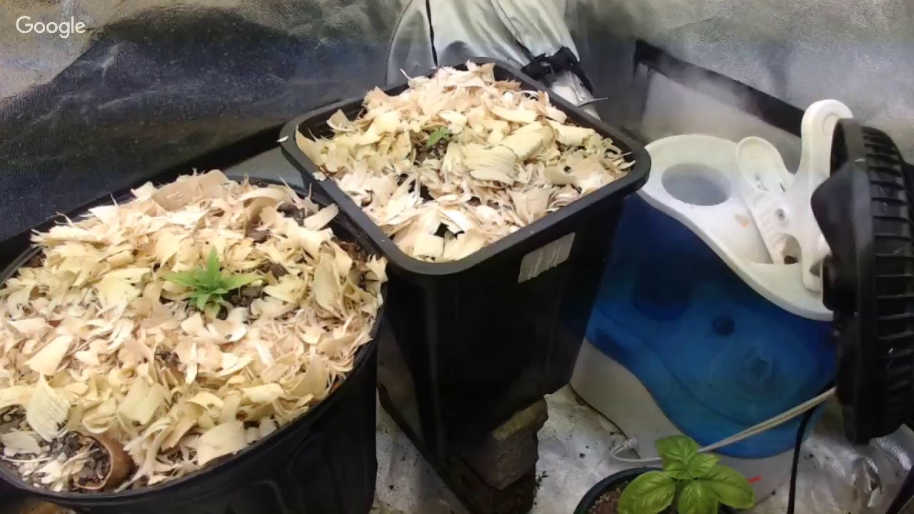 Mardoober Monday #18.5