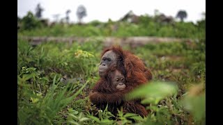 了解 Loss of Forest Biodiversity 砍伐森林 森林生物多样性的丧失 (3分钟微学习)