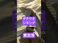#東京湾 #タチウオジギング #ナツメTG 使ってみる💪たっくん博士🎓シリーズ