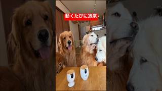 留守中、何してるか見てたら…#ファーボ#ペットカメラ#見守りカメラ#Fubo#shorts