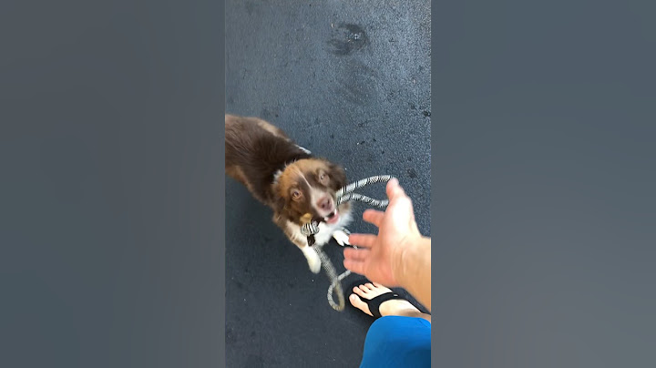 Almond is very attached to me if you can’t tell… And he's the best boy!