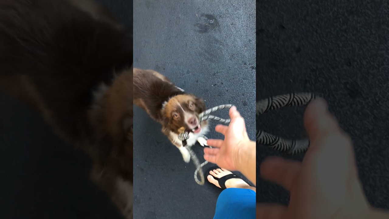 Almond is very attached to me if you can’t tell… And he's the best boy!