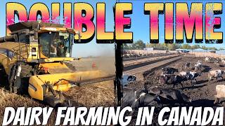 Mucking Out Corrals and Barley Goes Through The Combine!
