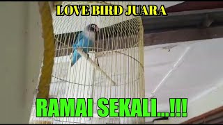 LOVEBIRD BELAJAR NGEKEK MENIRU KUSUMO