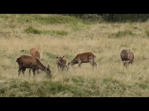 Video: Parcul natural 